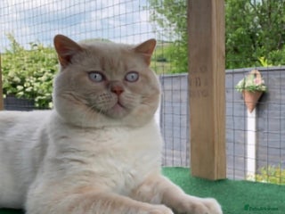 British Shorthair cats - Advert 4