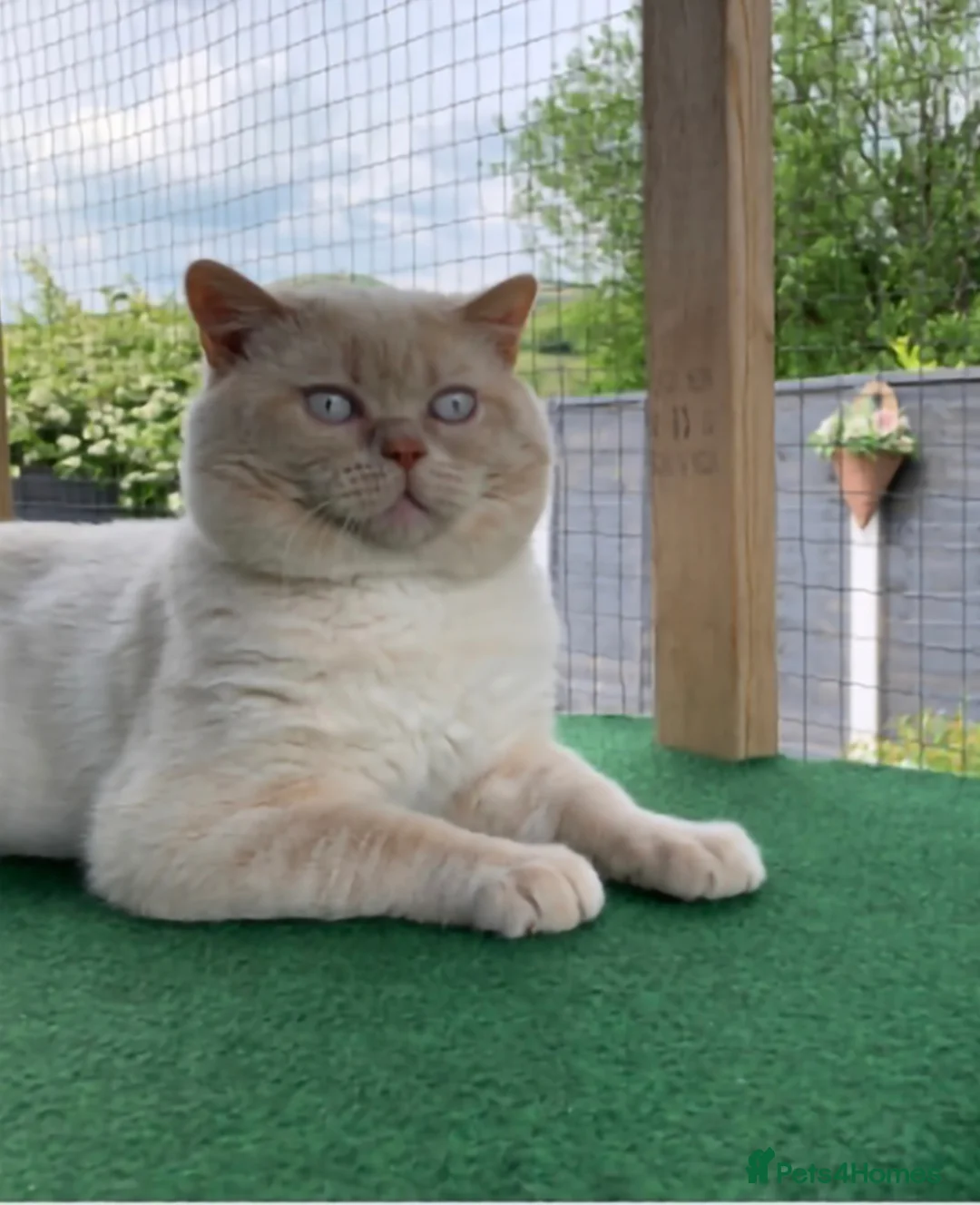 British Shorthair cats for stud: Cream of la crop! Blood group B. GCCF/TICA reg  - Advert 4
