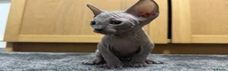 Sphynx cats for sale: Sphynx kitten Tica acctive - Advert 9