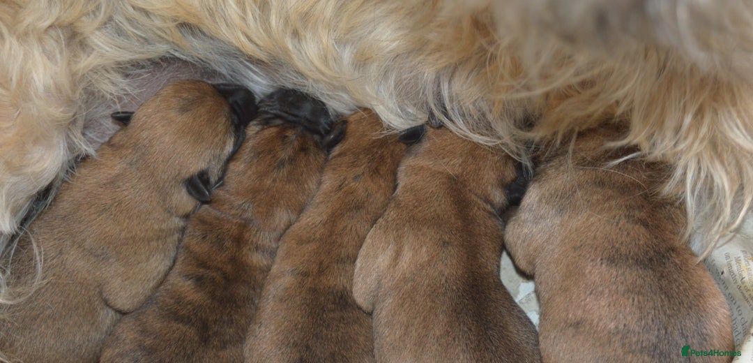 Cairn Terrier dogs for sale: GORGEOUS CAIRN TERRIER PUPPYS - Image 2