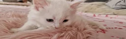 Mixed Breed cats for sale: Fluffy gorgeous soft fur kittens looking for 🏡  in Ipswich - Advert 23