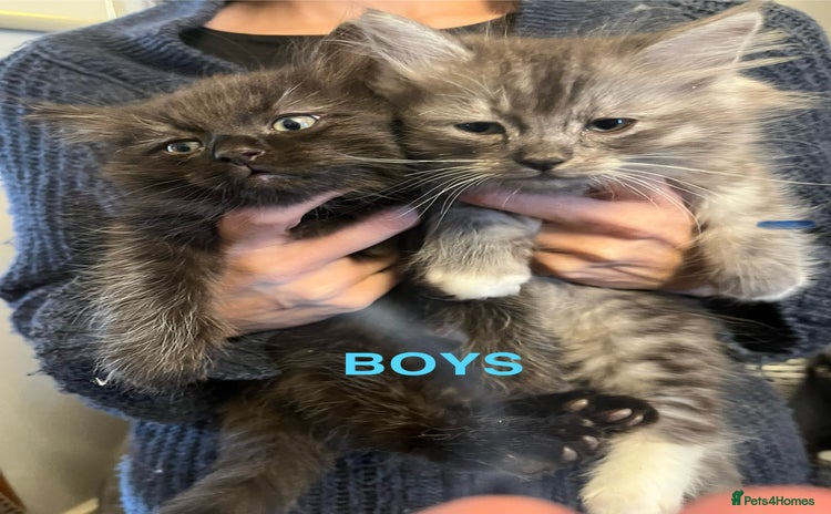 Ragdoll cats - Advert 2
