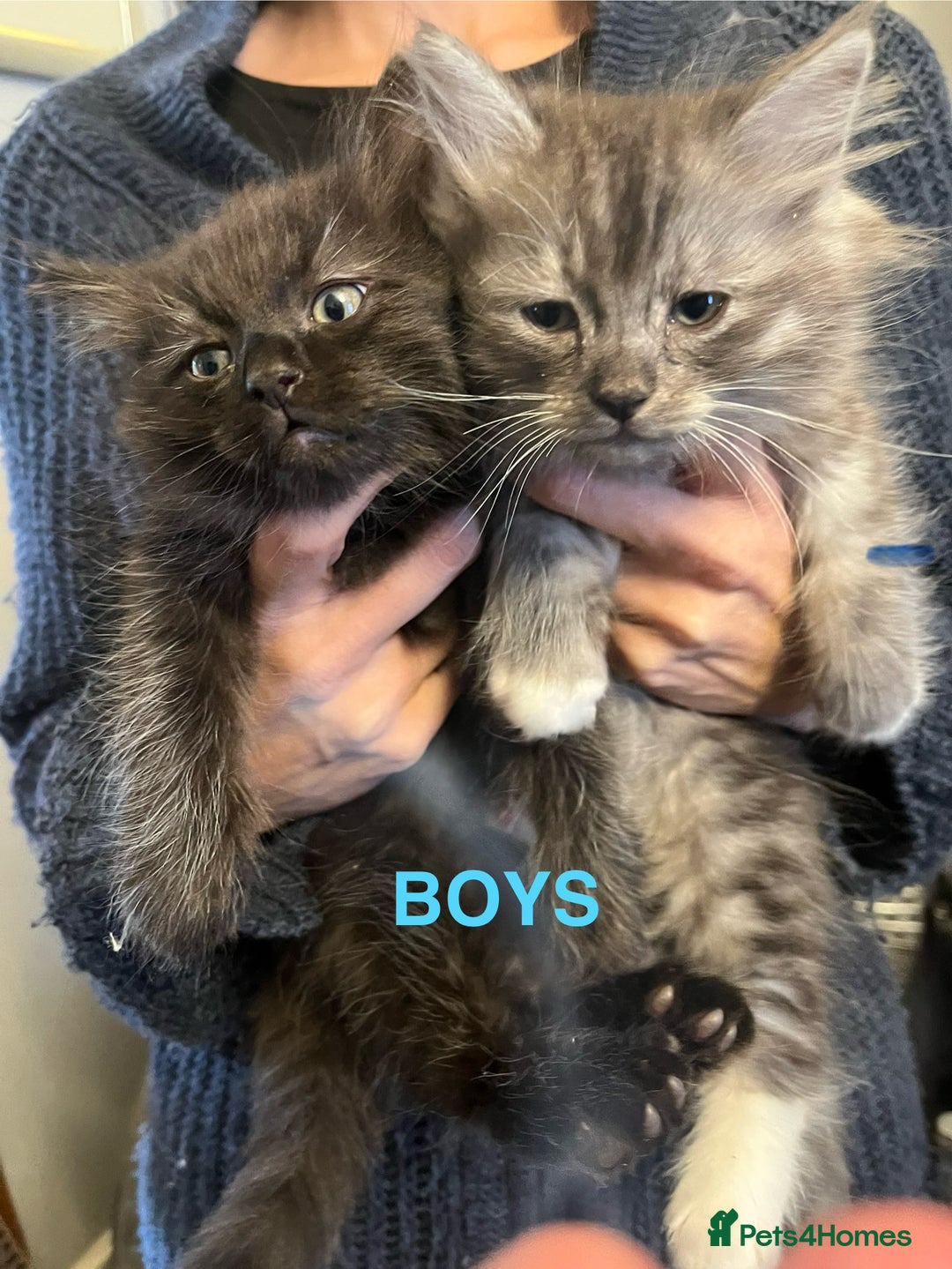 Ragdoll cats for sale: RAGDOLL X SILVER (READY NOW) - Image 1