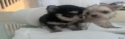 Mixed Breed dogs for sale: Malshi baby’s ❤️❤️ in Salisbury - Advert 11