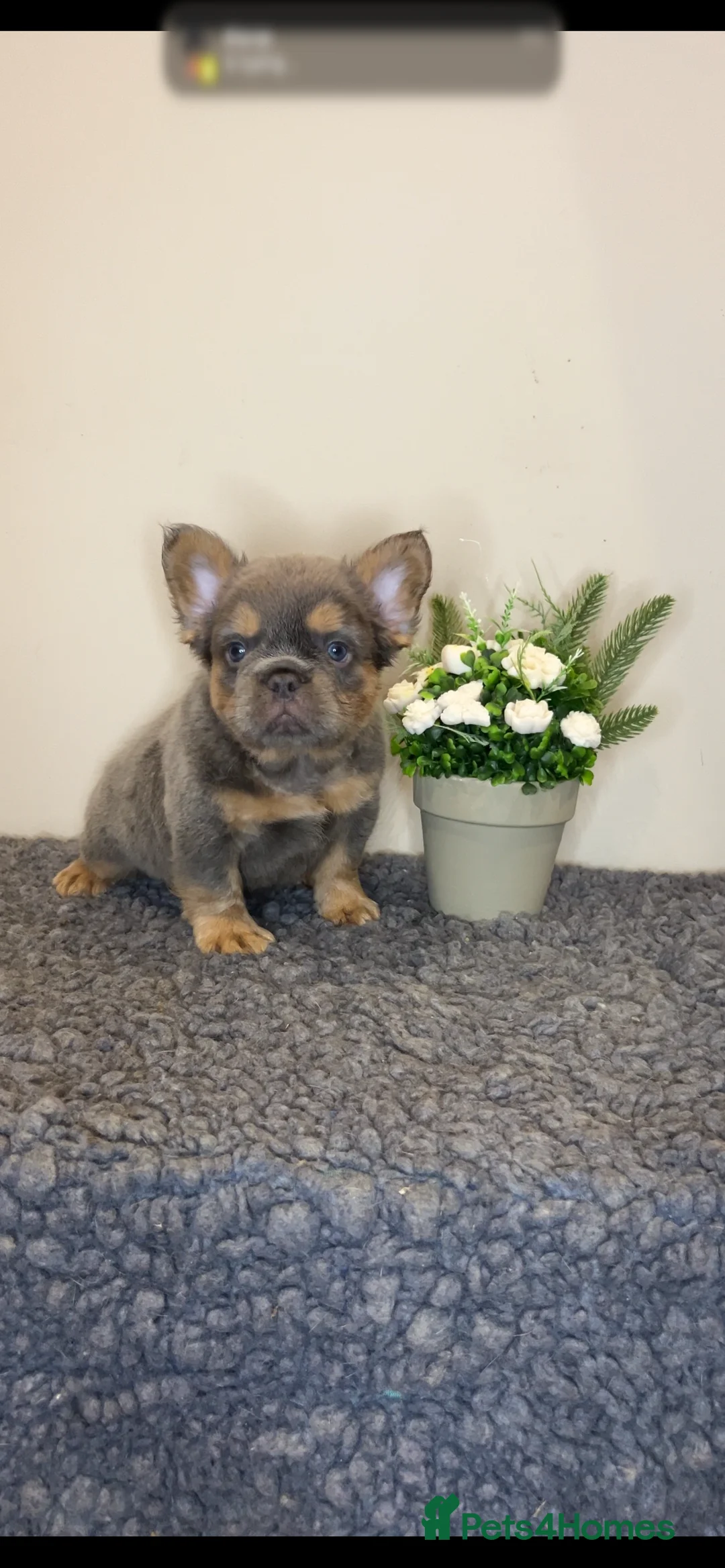French Bulldog dogs for sale: Fluffy Lilac and cherry tan french bulldogs - Advert 2