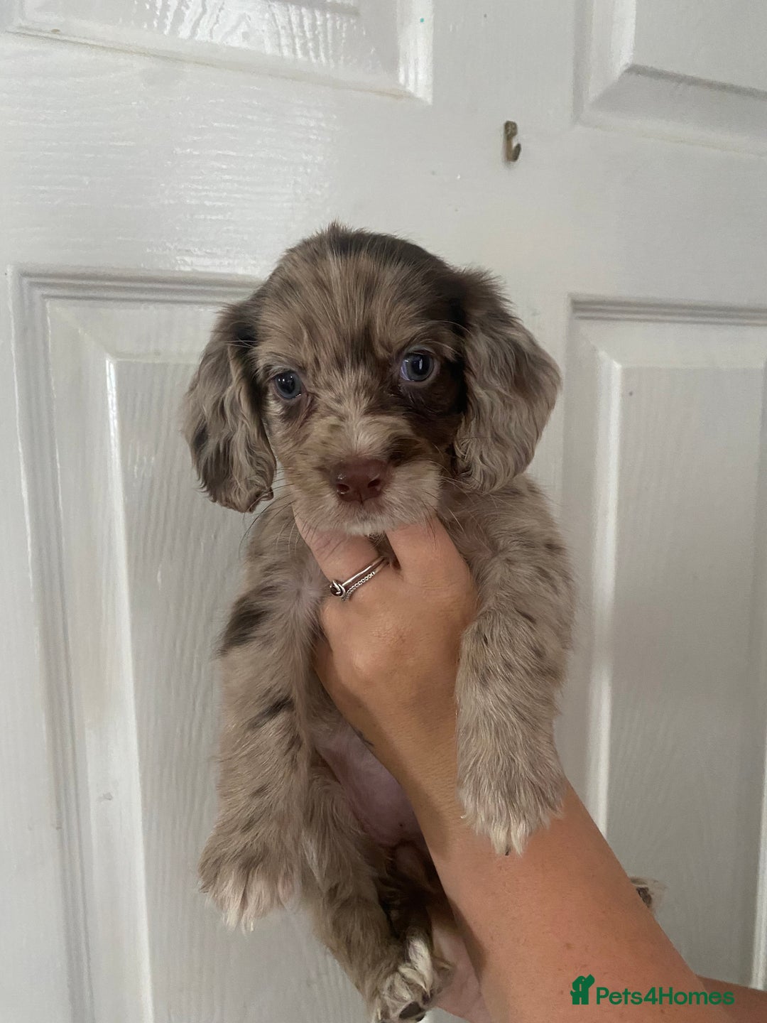 Cocker Spaniel dogs for sale: Merl cocker spaniel puppies  - Image 1