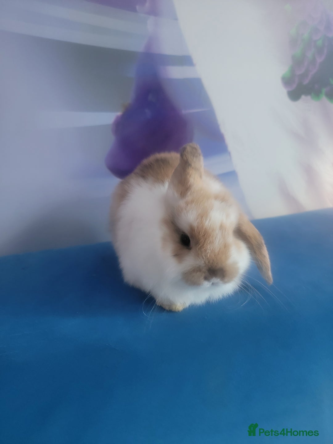 Mini Lop rabbits for sale: Mini lop bunnies  - Image 7