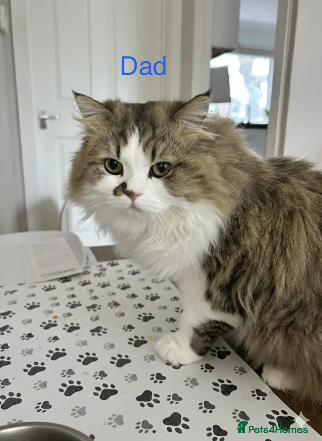 Persian cats for sale: Beautiful Blue Smoked Persian Kitten - Advert 2