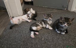 Mixed Breed cats for sale: Kittens  - Image 14