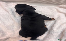 Miniature Dachshund dogs for sale: Mini Dachshund  - Image 14