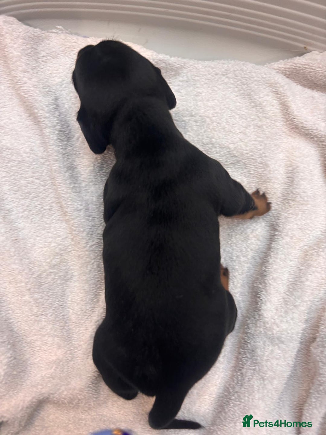 Miniature Dachshund dogs for sale: Mini Dachshund  - Image 14