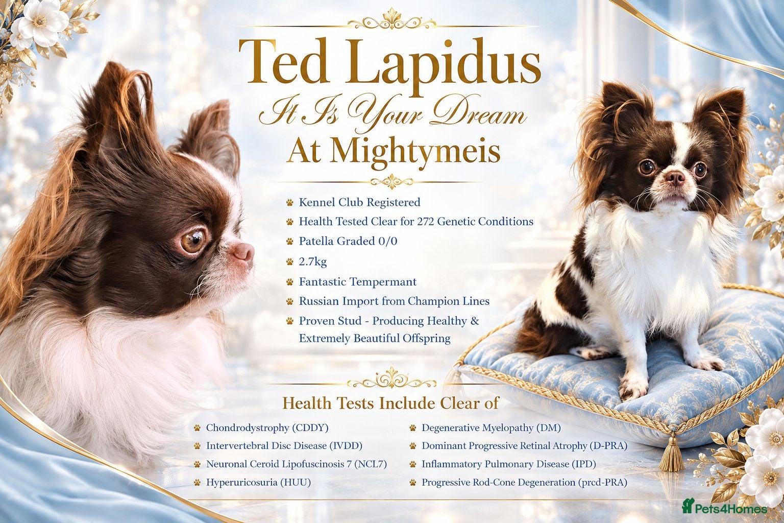 Chihuahua dogs KC reg-Heath Tested-Proven Stud - Advert 6