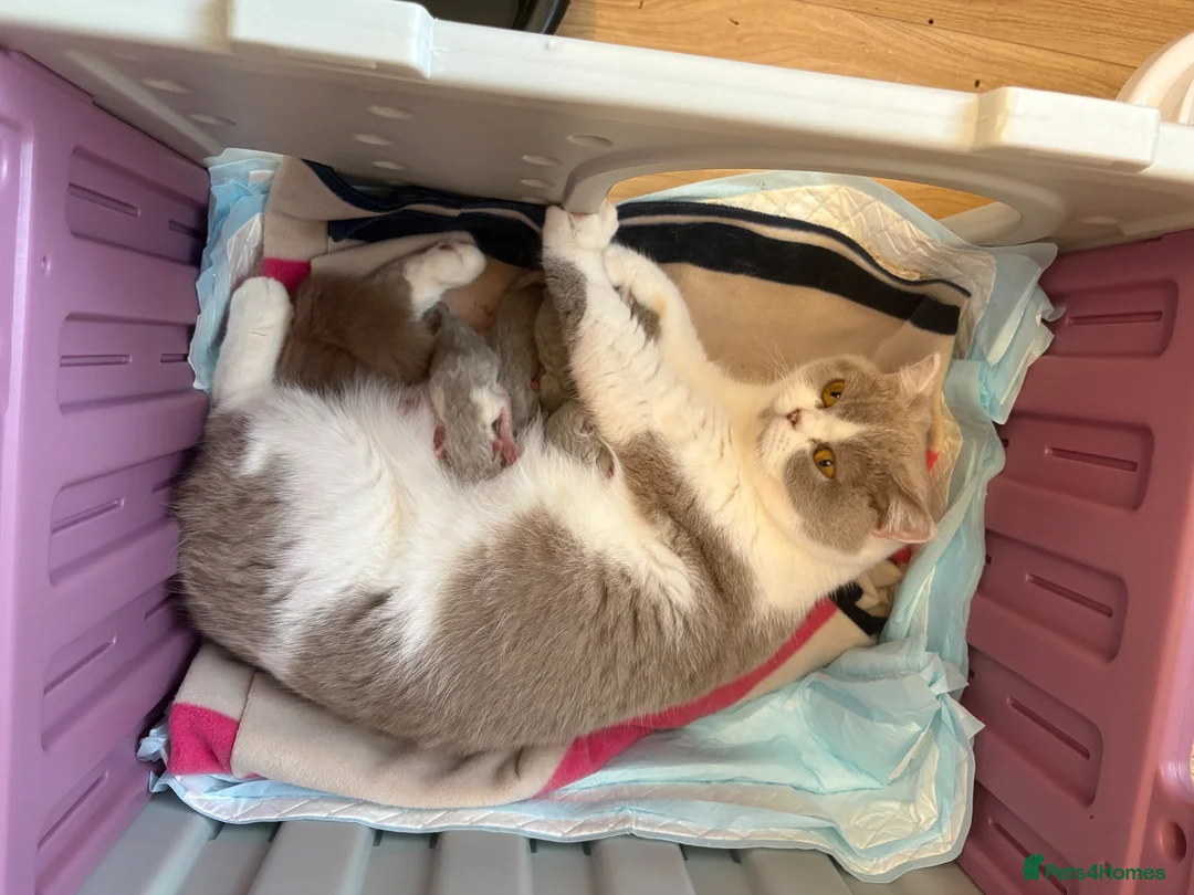 British Shorthair cats for sale: Ch sired GCCF Reg British shorthairs  - Advert 2