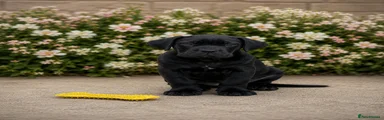 Cane Corso 1