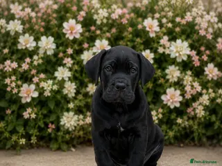 Cane Corso dogs *Ready Now* Champion Bloodline Cane Corso’s - Advert 2