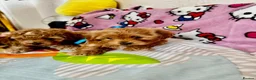 Maltipoo dogs for sale: Maltipoo in Fleetwood - Advert 2