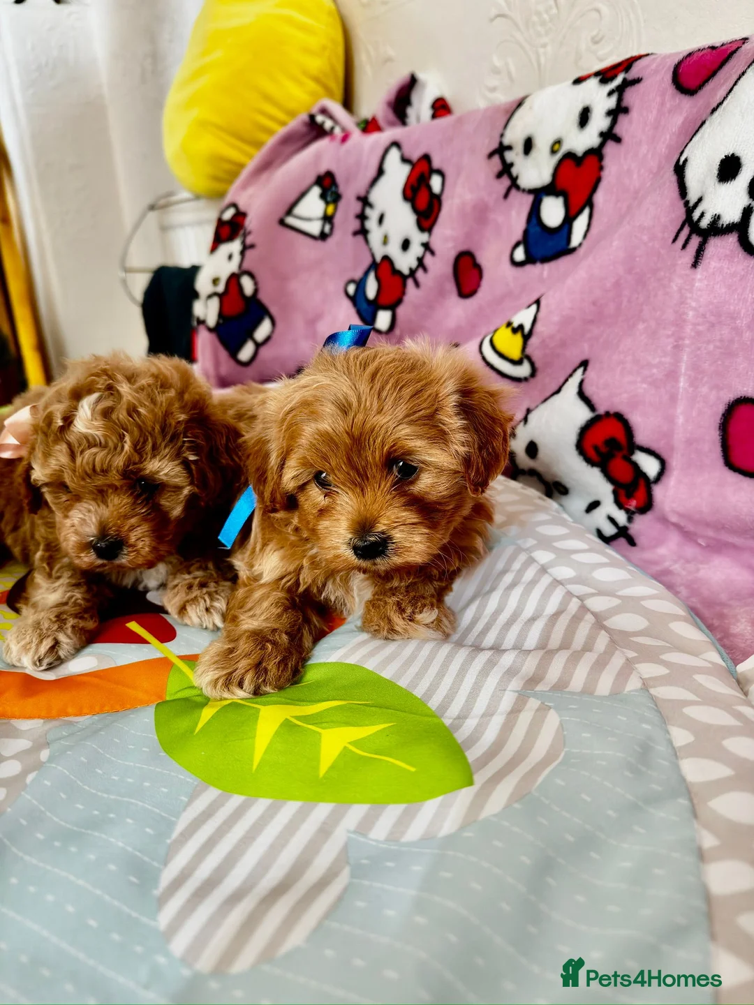 Maltipoo dogs for sale: Maltipoo in Fleetwood - Advert 2