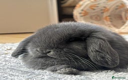 Mini Lop rabbits for sale: Beautiful grey mini lop baby boy  - Image 1