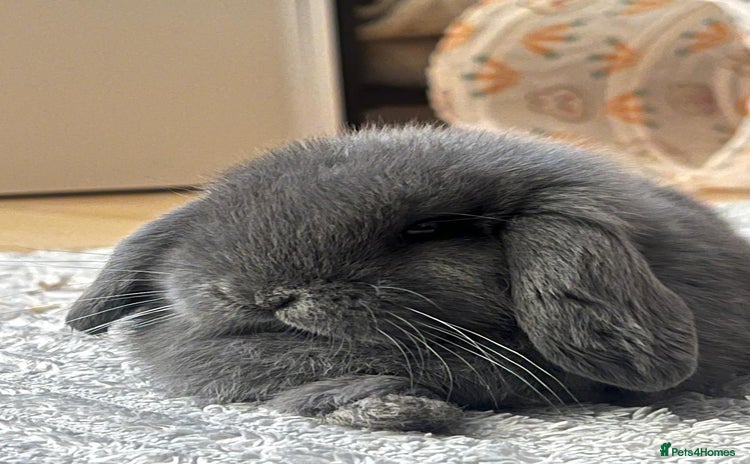 Mini Lop rabbits - Advert 8