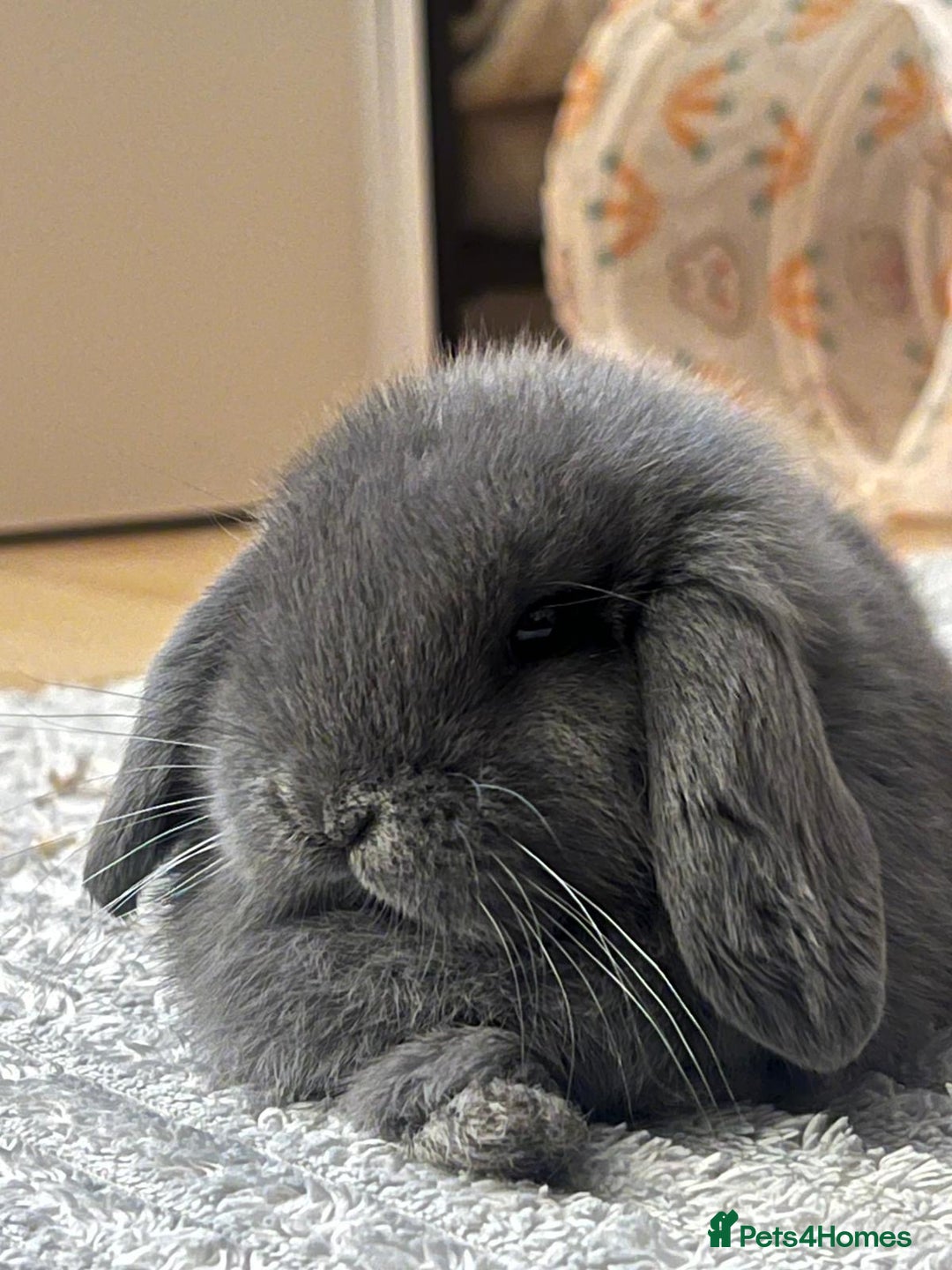 Mini Lop rabbits for sale: Beautiful grey mini lop baby boy  - Image 1