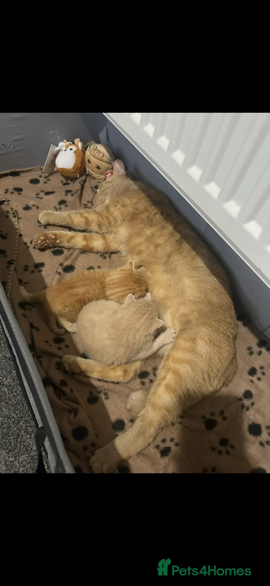 Mixed Breed cats for sale: Beautiful ginger and cream kittens  - Advert 9