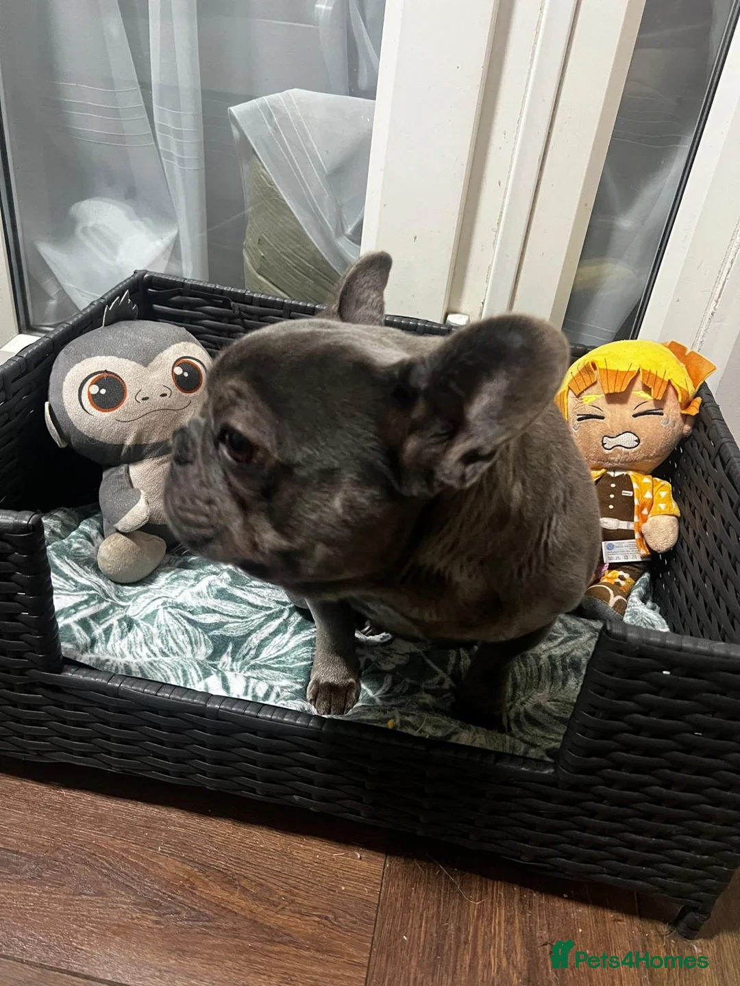 French Bulldog dogs for sale: French BullDog in Coventry - Advert 4