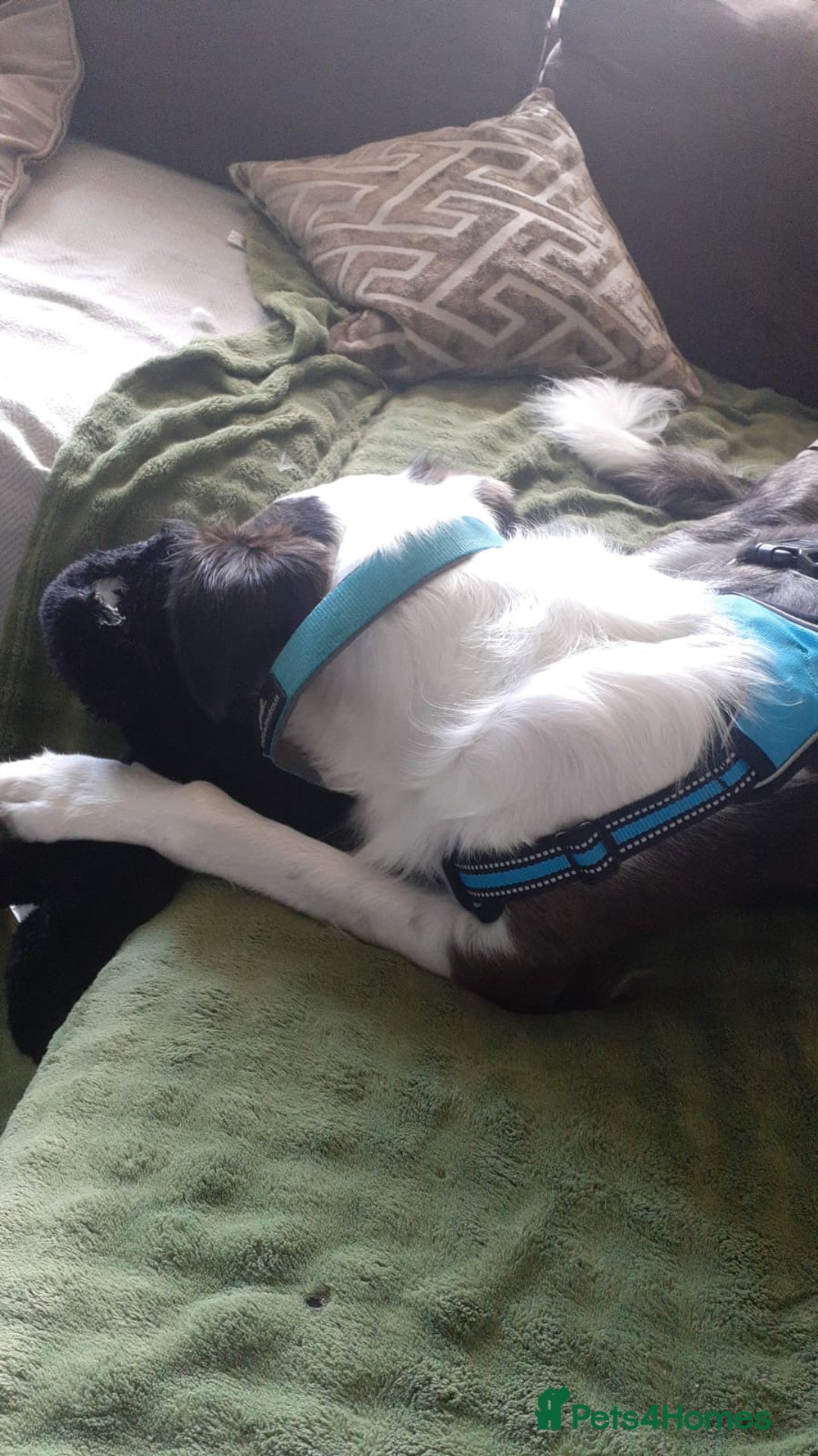 Mixed Breed dogs for adoption: Urgent Foster To Adopt Buddy 🚨  - Image 14