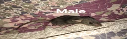 Rat rodents for sale: Fancy Rats  in Brandon - Advert 4