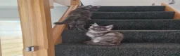 Maine Coon cats for sale: Pedigree - smoke russian line mainecoons - Advert 4