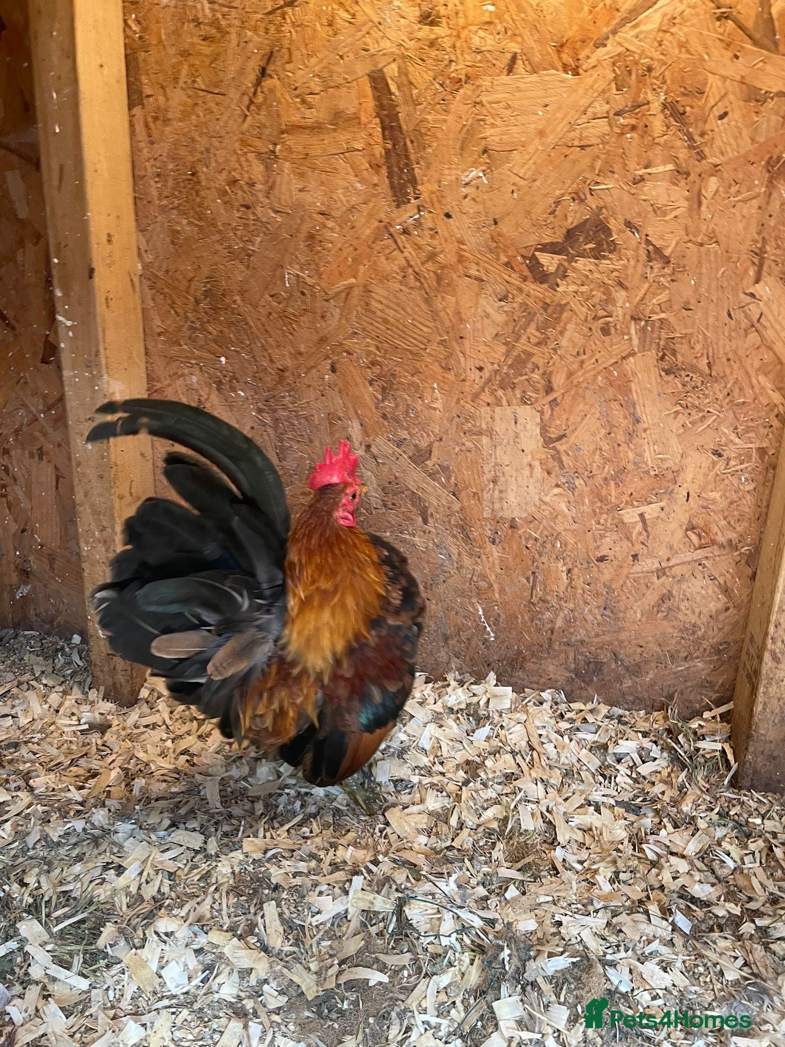 Chickens poultry Seramas  - Advert 1