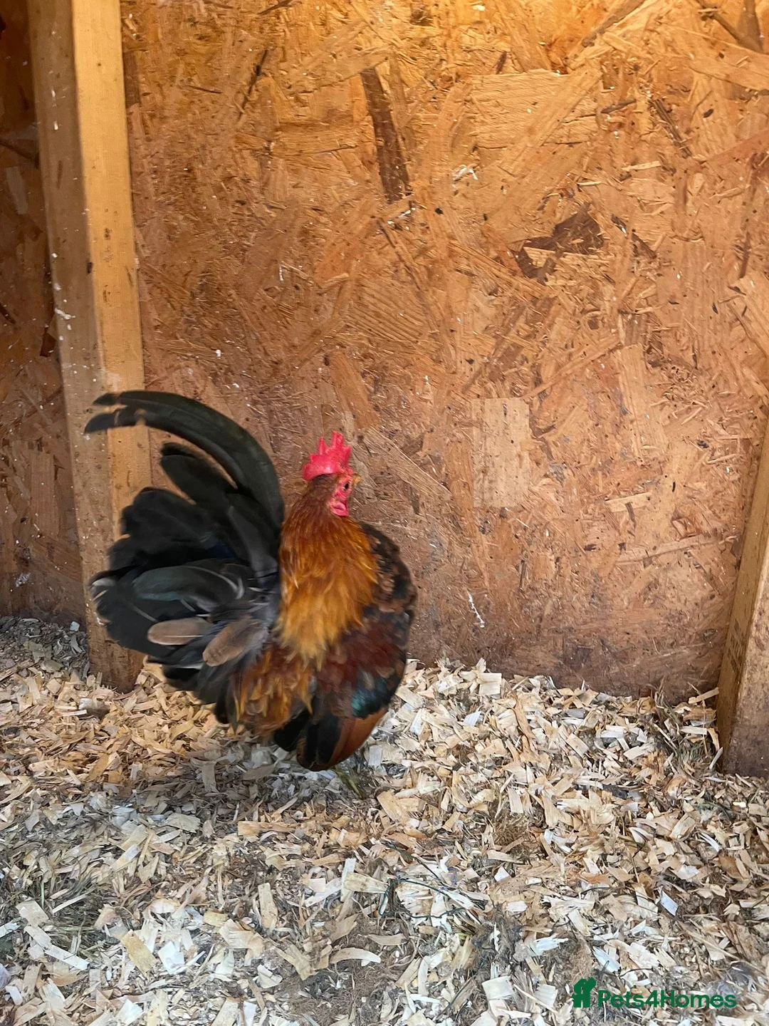 Chickens poultry for sale: Seramas  - Advert 1