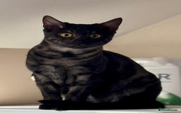 Bengal cats for sale: Beautiful Bengal For Sale - Image 5
