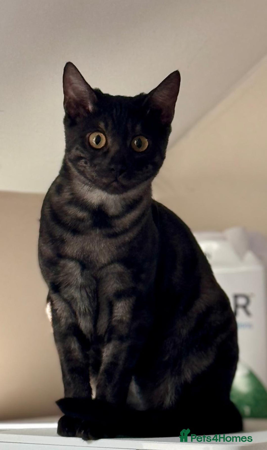 Bengal cats for sale: Beautiful Bengal For Sale - Image 5