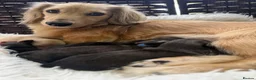 Dachshund dogs for sale: Long Haired Miniature Dachshund Puppies KC ✅ in Warrington - Advert 4