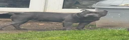 Staffordshire Bull Terrier dogs for sale: Blue staff puppies in Sheerness - Advert 12
