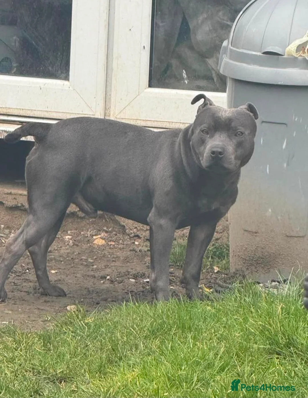 Staffordshire Bull Terrier dogs for sale: Blue staff puppies in Sheerness - Advert 12