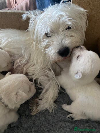 West Highland Terrier dogs - Advert 3