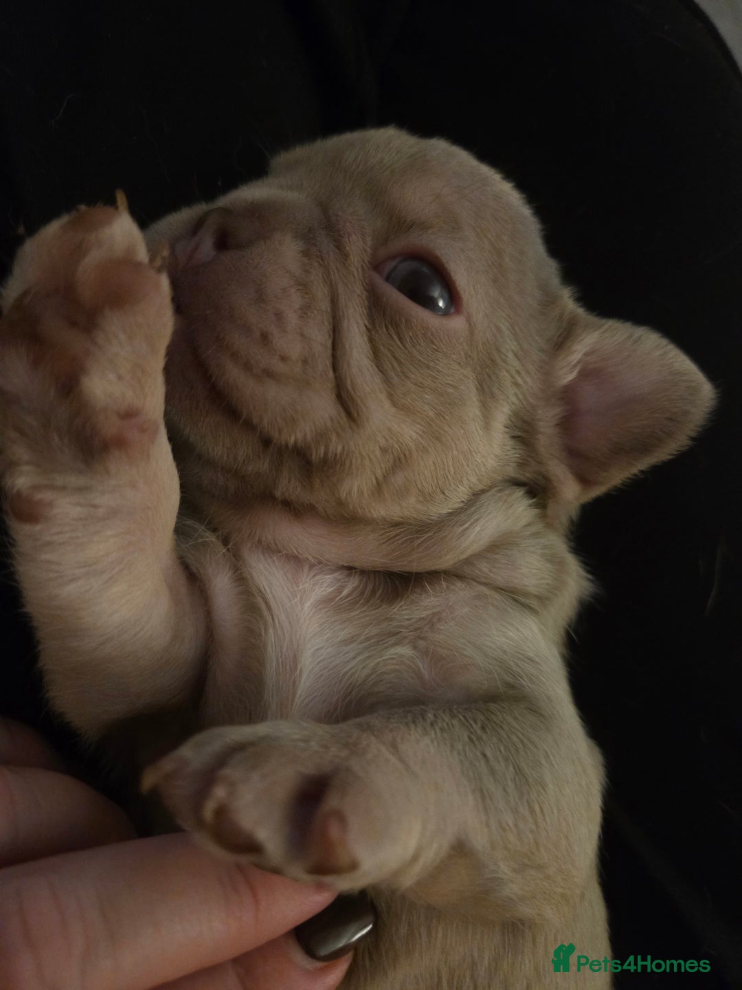 French Bulldog dogs for sale: Isabella & lilac & tan chunky frenchies - Advert 1