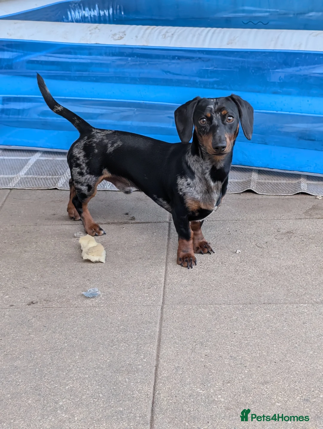Miniature Dachshund dogs for sale: Frankie dapple miniature dashound  - Advert 1