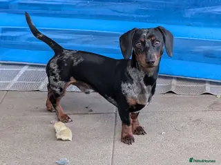 Miniature Dachshund dogs Frankie dapple miniature dashound - Advert 15