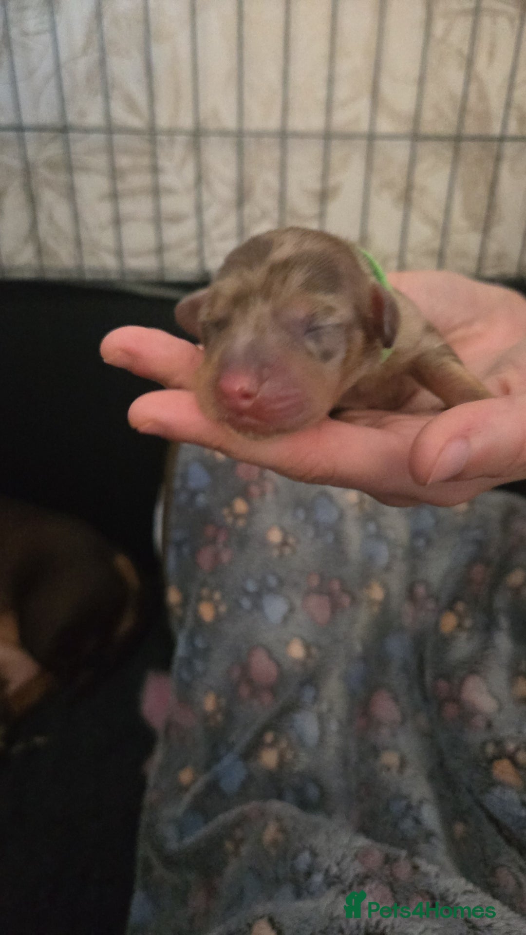 Miniature Dachshund dogs for sale: Miniature dachshund pups for sale - Image 8