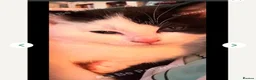 Mixed Breed cats for sale: 3 Beautiful fluffy kittens  - Advert 8