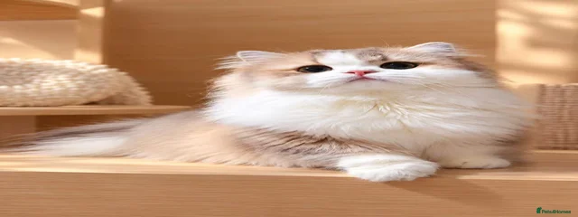 Yinuo