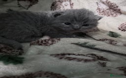 British Shorthair cats for sale: British shorthair kittens a rainbow of colours 😍 - Image 6