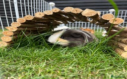 Guinea Pig rodents for sale: 4 guinea pigs  - Image 11