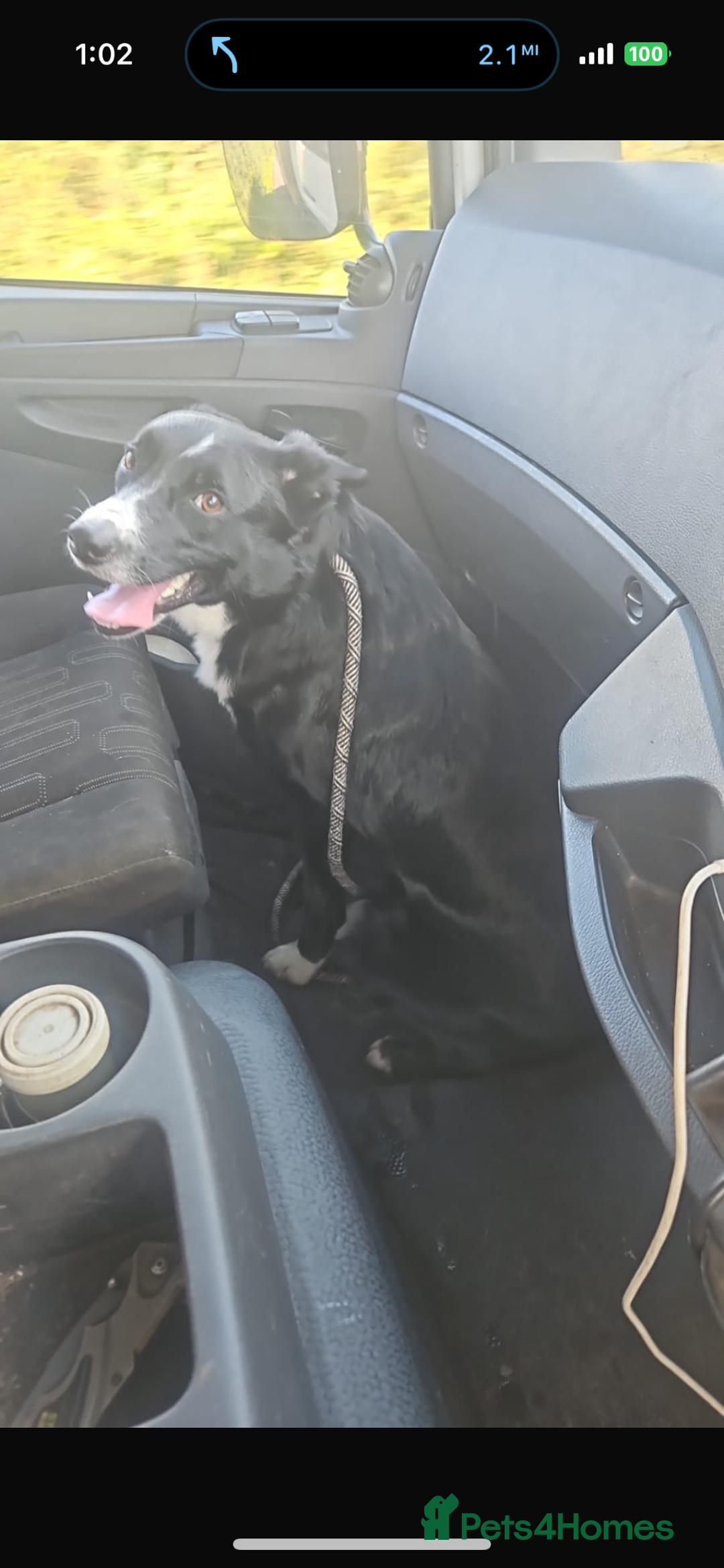 Border Collie dogs for sale: Collie male . 3 year old . Entire - Image 1