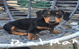Dachshund dogs for sale: Dauchund puppies - Image 7