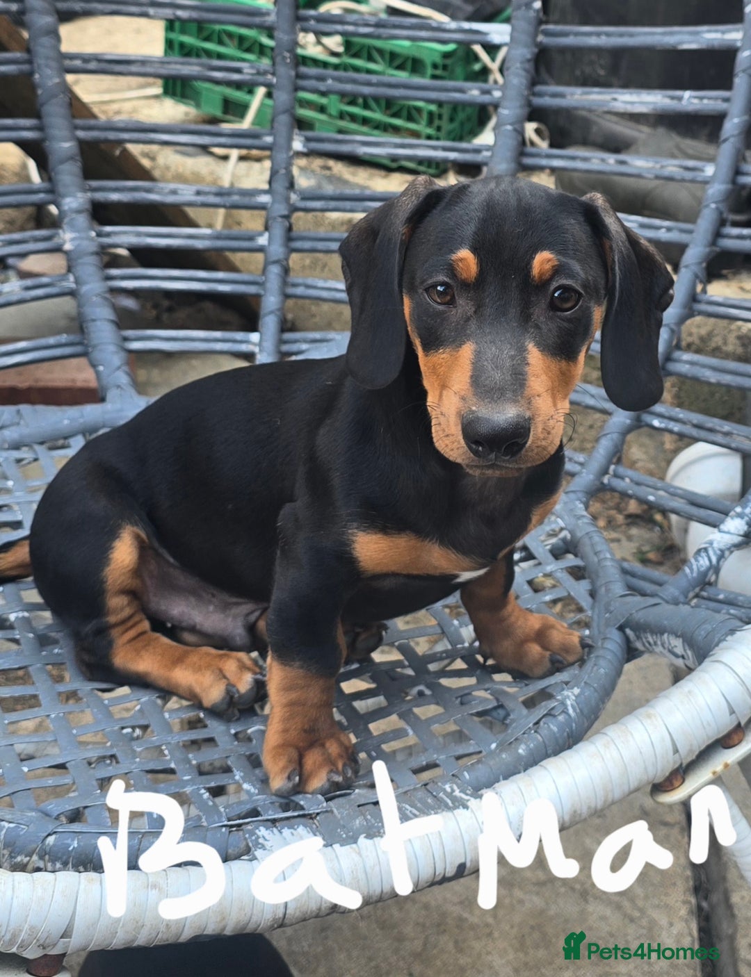 Dachshund dogs for sale: Dauchund puppies - Image 7
