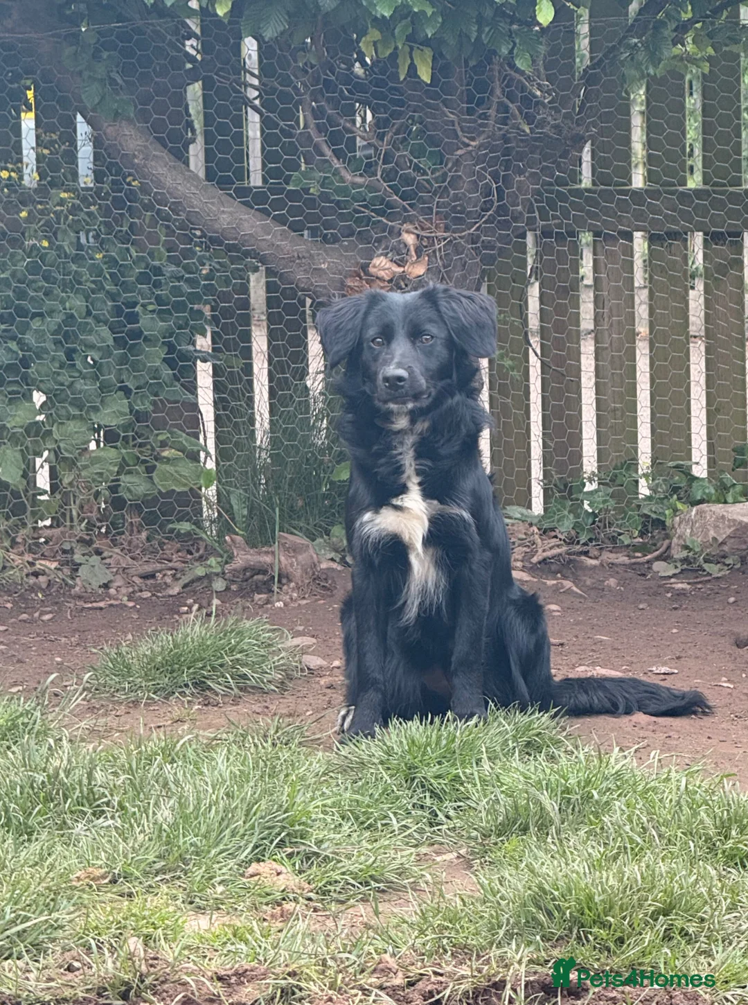 Mixed Breed dogs for sale: Cocker x border collie bitch for sale  in Sutton-in-Ashfield - Advert 2