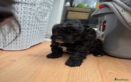 Mixed Breed dogs for sale: Shihpoo puppies  - Advert 14